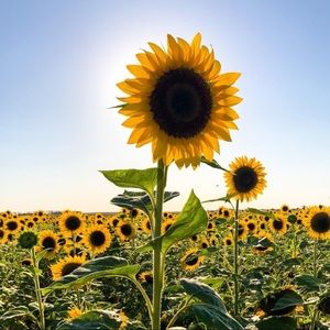 Meet your Posher, Asha